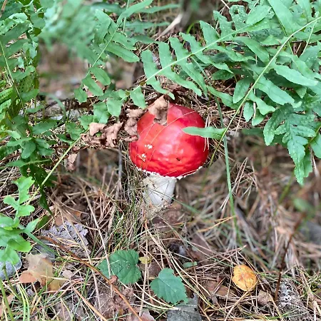 Gasthof Pension&ferienwohnungen Schneidereit 4*