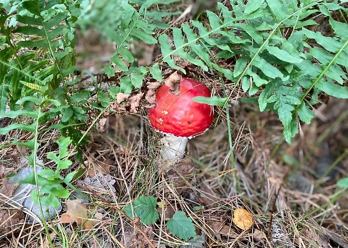 בית הארחה & Schneidereit 4*